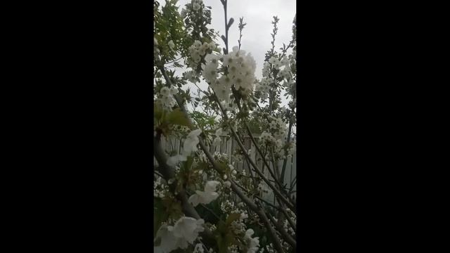 Черешневый Сад # Shorts смотреть онлайн