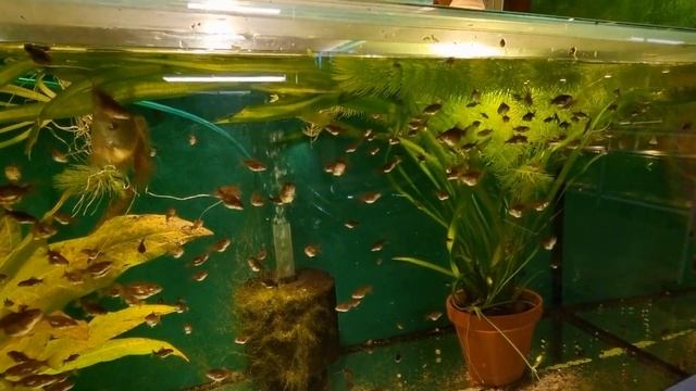 Оранда чёрная( Black Oranda).Совсем не то что ожидал ?