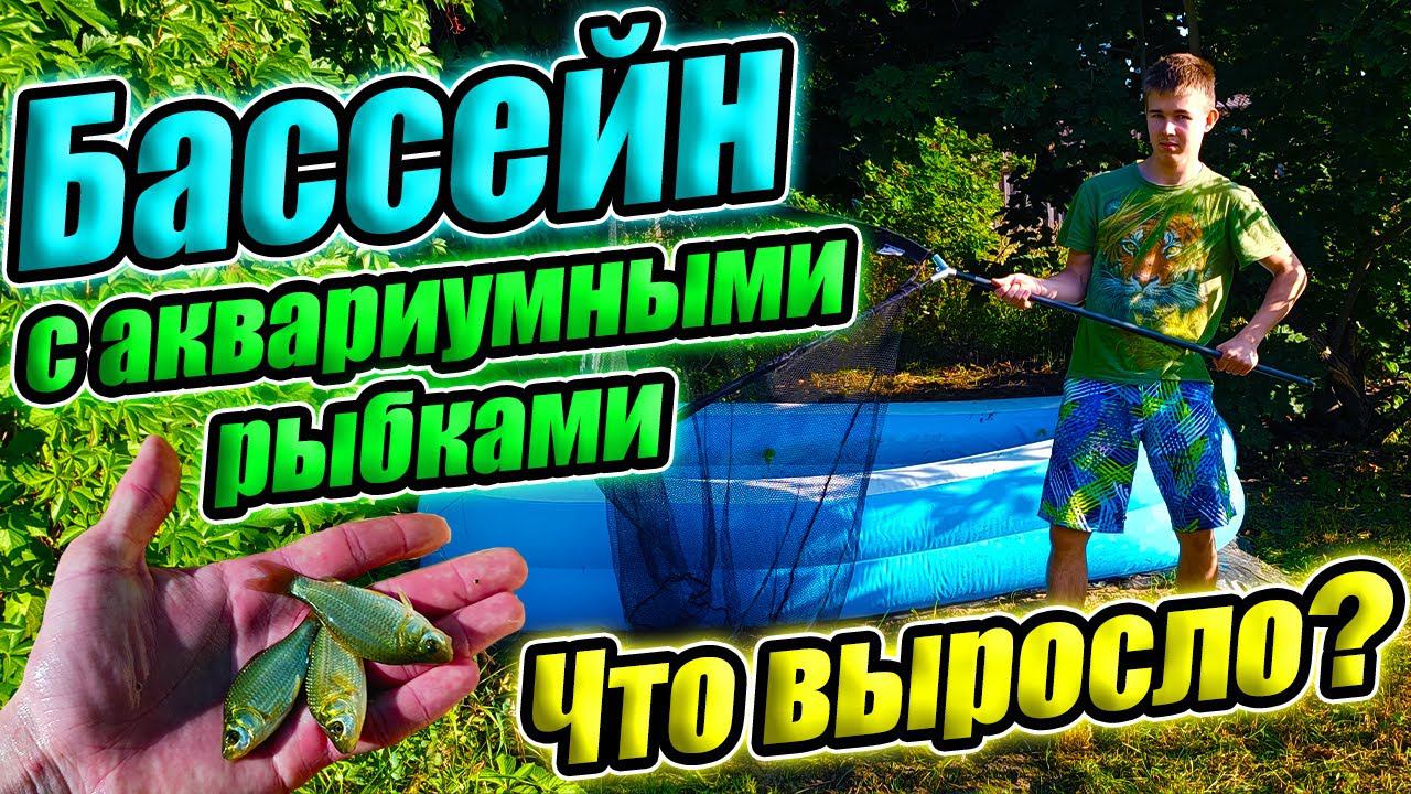 Бассейн с гуппи спустя 3 месяца! ЧУЖОЙ в бассейне с рыбками на даче! смотреть онлайн