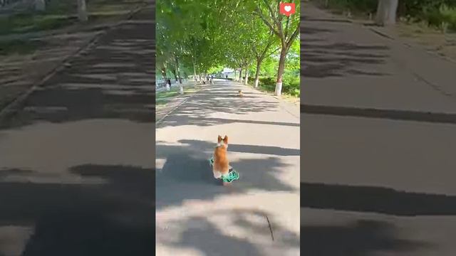 ДАЛИ малышам ЦЯЦЮ | теперь попробуй забери:)