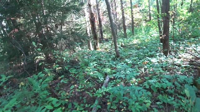 Наталья МУсина