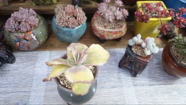 함께 소통하는 실시간방송 시작합니다^^(succulent, 多肉植物) смотреть онлайн