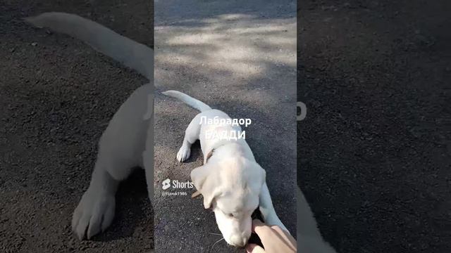 #top10 #собака #бадди #рекомендации #рек #rek