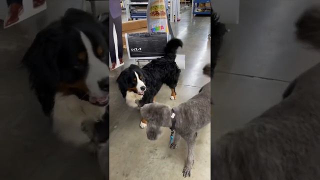 Romeo the Silver Standard Poodle & Theo the Bernese Mountain dog смотреть онлайн