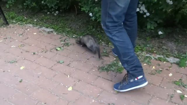 LL с хорьком смотреть онлайн