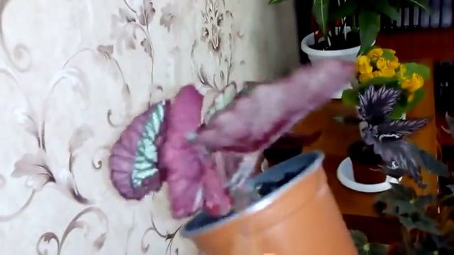 Комнатные растения .Обзор декоративно -лиственных бегоний . смотреть онлайн