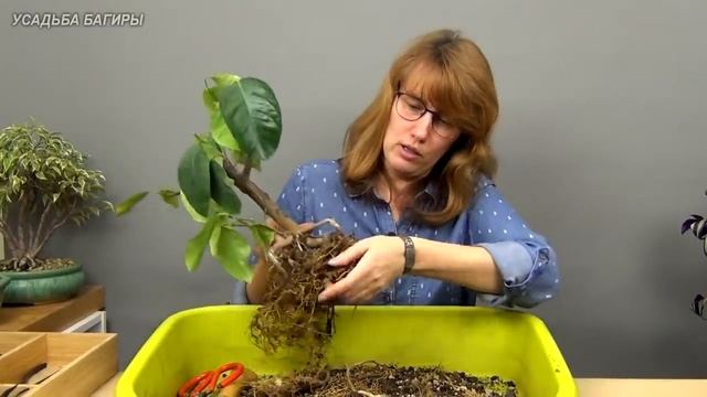 Бонсай из лимона (ч.3).