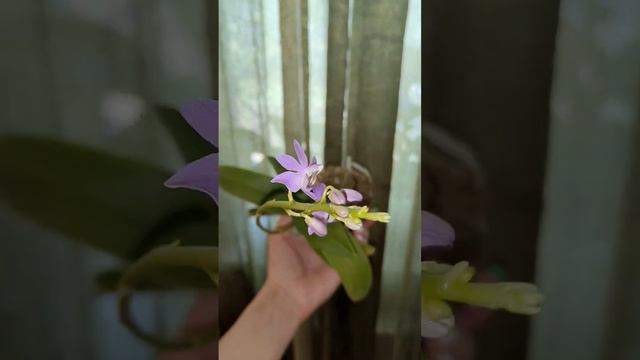 Орхидея в КОКОСЕ ЦВЕТЕТ #кокедама смотреть онлайн