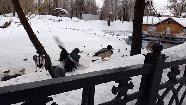 #утки #самара #парк смотреть онлайн