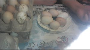 Как правильно выбрать хорошие яйца для инкубатора!