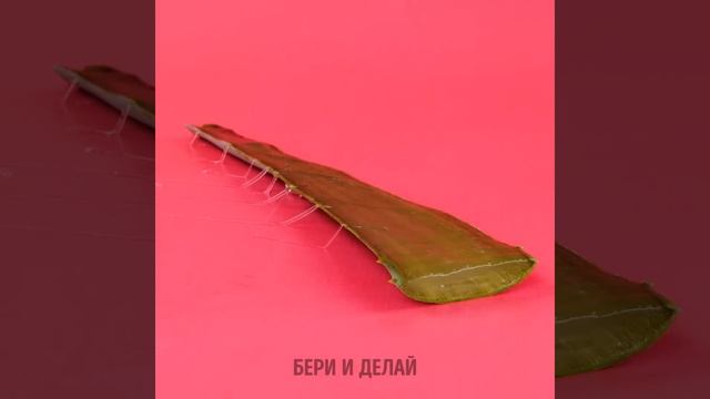 УДИВИТЕЛЬНЫЕ СВОЙСТВА АЛОЭ ВЕРА И НАТУРАЛЬНЫЕ СРЕДСТВА, ЧТОБЫ ВЫГЛЯДЕТЬ ВЕЛИКОЛЕПНО смотреть онлайн