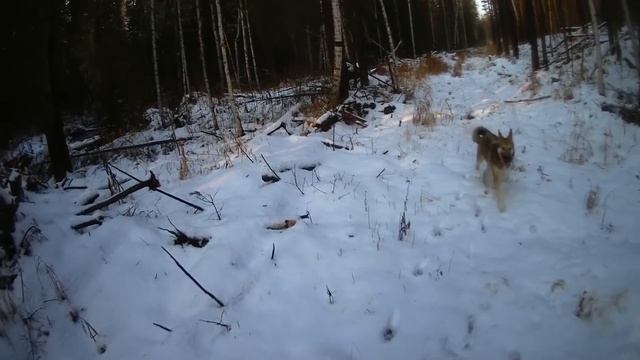 Промысел 2020:Охота с Лайкай*Два дня добывал одного Соболя) смотреть онлайн