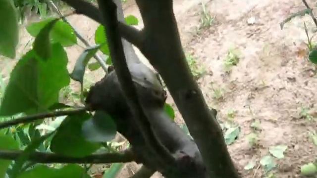 Прививка плодовых (Яблоня, Абрикос, Груша, Персик) результаты 2019 смотреть онлайн