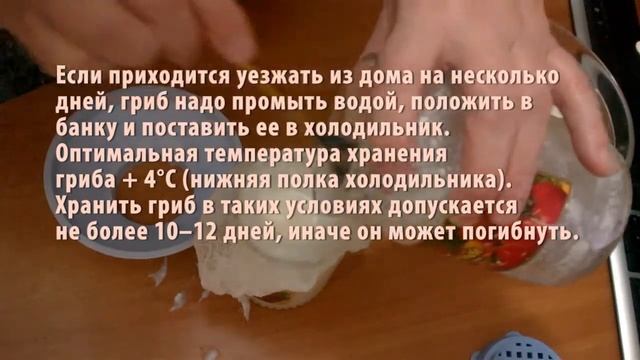 Тибетский молочный гриб. Как приготовить полезный Домашний кефир. смотреть онлайн
