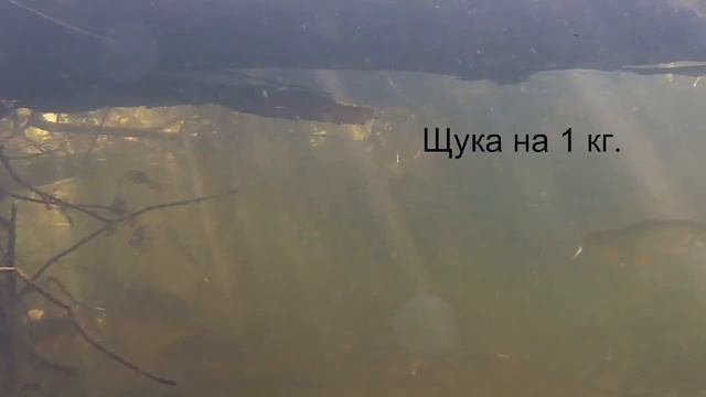 Щуки в Протве смотреть онлайн