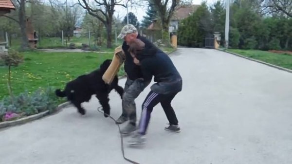 Служебные собаки - идеальные компаньоны, охранники, помощники и друзья детей