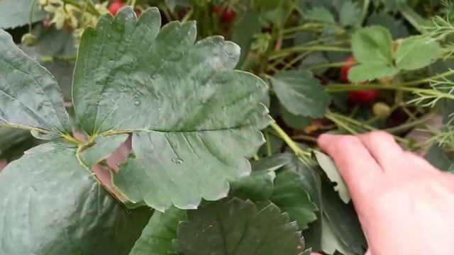 принимаю заказы на саженцы клубники, и ремонтантной безусой земляники ,, Али -Баба ,, смотреть онлайн