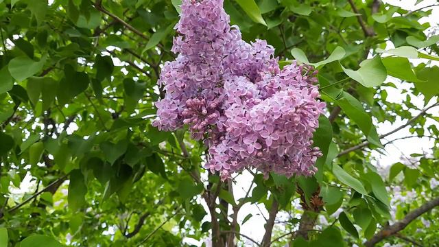 Аллея сирени. смотреть онлайн