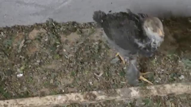 Каркасный курятник из фанеры. смотреть онлайн