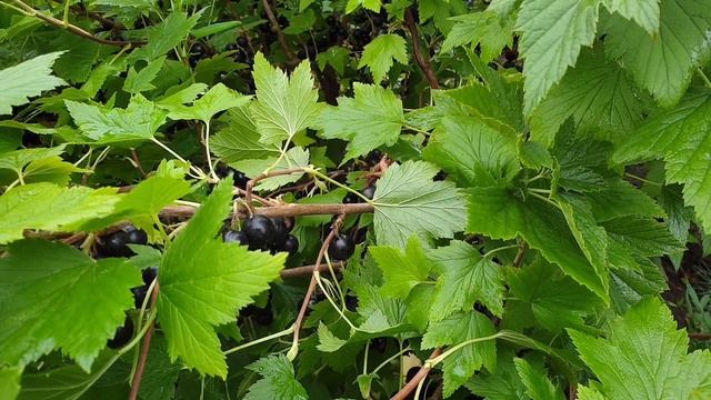 Ранняя Черная Смородина. Заменяем старые кусты. Обзор лучшего раннего сорта смородины.