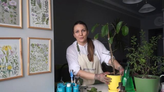 ТОНКОСТИ И СЕКРЕТЫ УХОДА ЗА ЛИМОННЫМ ДЕРЕВОМ! смотреть онлайн