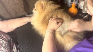 Вычесываем колтуны у шпица