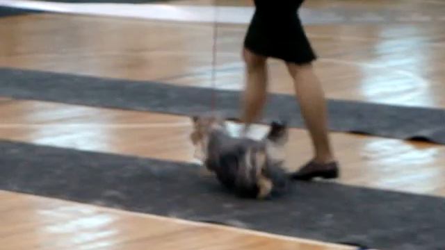 Моно- Йорки Новосибирск 24.01.10 Суки Чемпионы 5.MPG смотреть онлайн