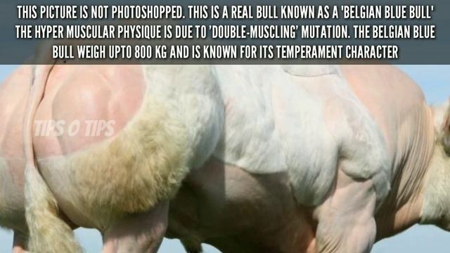 DID YOU KNOW ? | TOT#129 | TIPS O TIPS смотреть онлайн