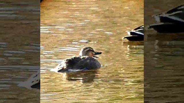 черная кряква#утка #утки #птица #кряква#птицы #птица #birdwatching#かるがも смотреть онлайн