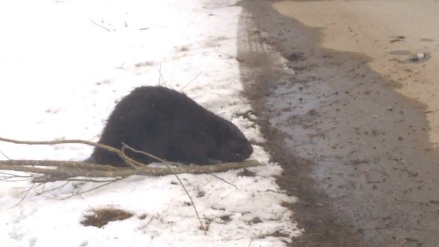 Бобр тащит дерево в хатку #бобр#бобер#хатка#дикая природа