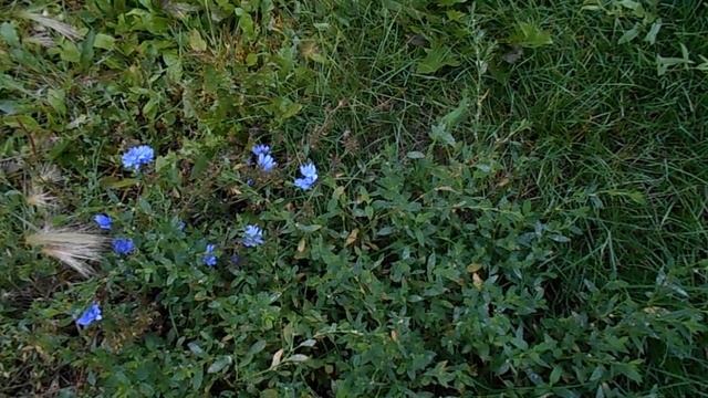 Поле..., звук ветра и шелест травы. Футаж. смотреть онлайн