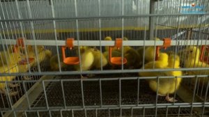 Клетки для куриц. Частное подворье. ООО Энергогазсервис Екатеринбург
