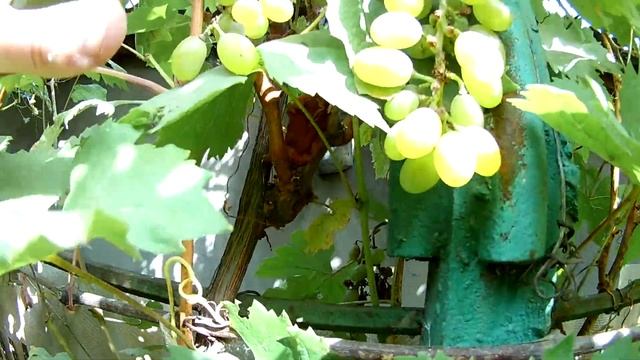 Сорт винограда "Дамский пальчик" / Grape variety "Ladies' finger" смотреть онлайн