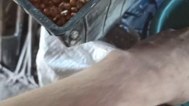 Как лущить и дробить кукурузу для кур.Кукурузная крупа... смотреть онлайн