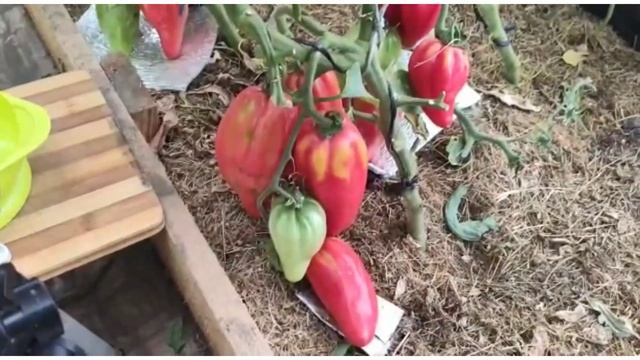 Сорт томата- Тюльпан розовый? смотреть онлайн