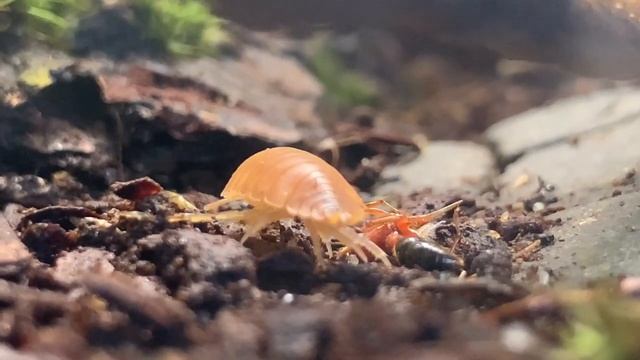 Богомол в природном формикарии с салтаторами, верхушка пищевой цепочки? смотреть онлайн