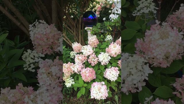 Fire light tidbit hydrangea (late summer) смотреть онлайн