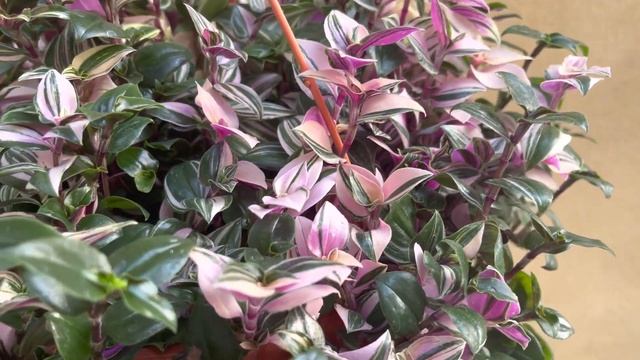 Beautiful Tradescantia Tricolour Plant, Tradescantia Albiflora,tradescantia Fluminensis