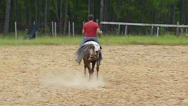 Comanche - Appaloosa roping gelding смотреть онлайн