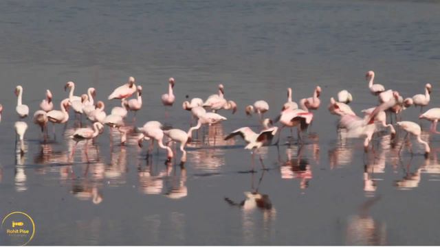 Flamingo 🦩| Flamingos at Thane - Airoli creek | Migratory birds | Pink colour birds смотреть онлайн