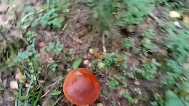 Сентябрь - сбор грибов в Карелии. смотреть онлайн