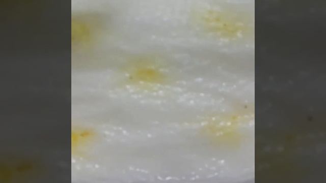 БЕГОНИЯ, выращивание из семян. ПОСЕВ. смотреть онлайн