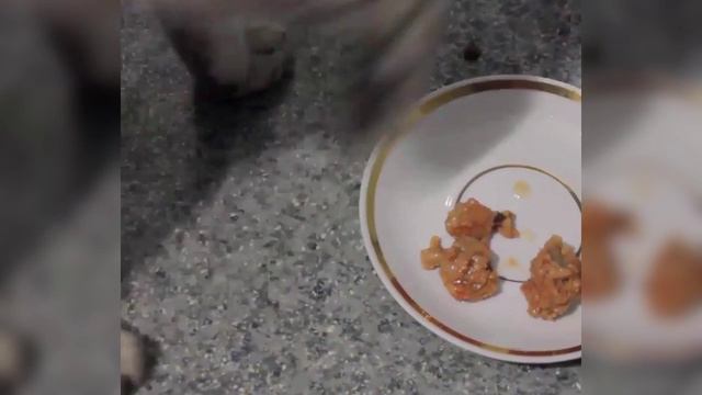 Кот Кузя и тушенка смотреть онлайн