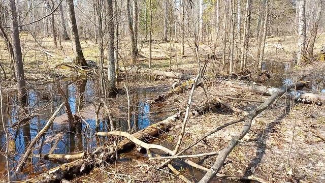 Весна Сухарецкий лес 03 05 2022 VID 20220503 124716 смотреть онлайн