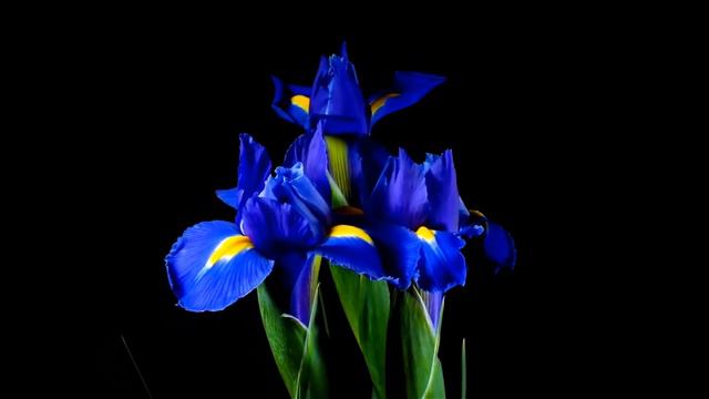 Голос Твой тихий - Самвел и Инна Маркосян (сл. и муз. С. Маркосян) смотреть онлайн