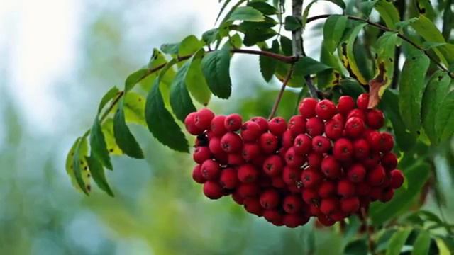 РЯБИНА смотреть онлайн