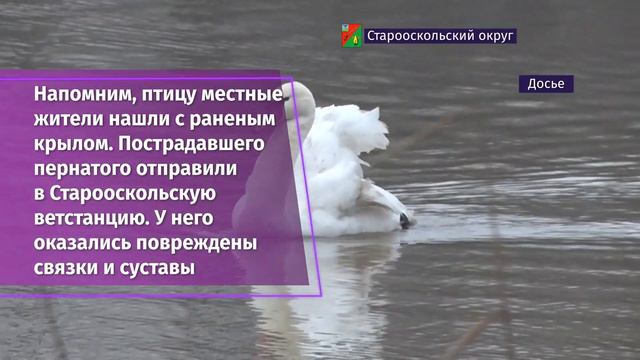 Стало известно о судьбе лебедя-шипуна, которого спасли сотрудники регионального Экоохотнадзора смотреть онлайн