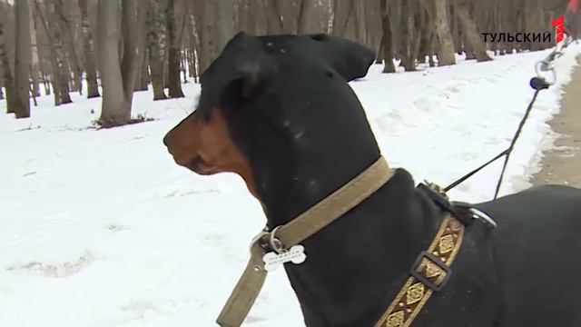 Немецкий пинчер смотреть онлайн