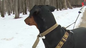 Немецкий пинчер