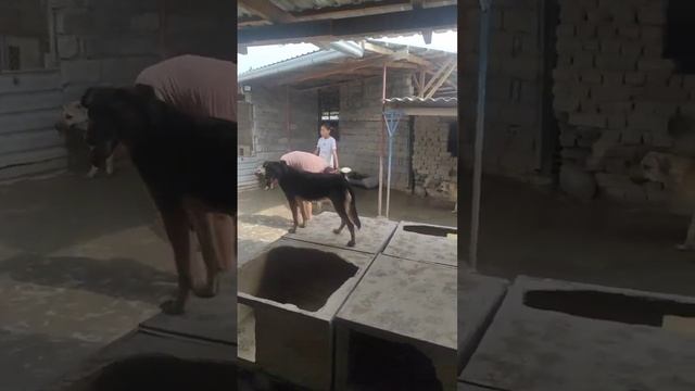 Четыре лапы Ташкент приют. И опять у нас наши любимые гости 4 смотреть онлайн